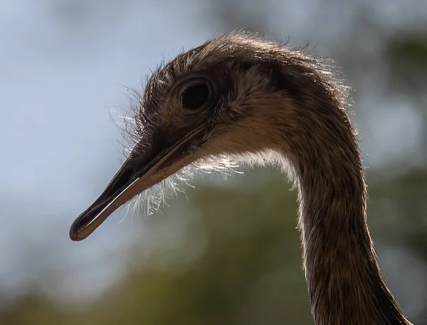 Selektivní Detailní Záběr Pštrosí Hlavy — Stock fotografie