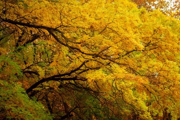 Přirozený Pohled Podzimní Listí Větvích Stromů — Stock fotografie