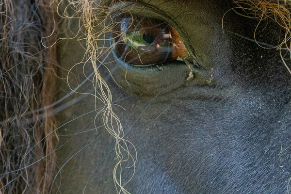 Een Close Van Het Oog Van Een Zwart Paard Bij — Stockfoto