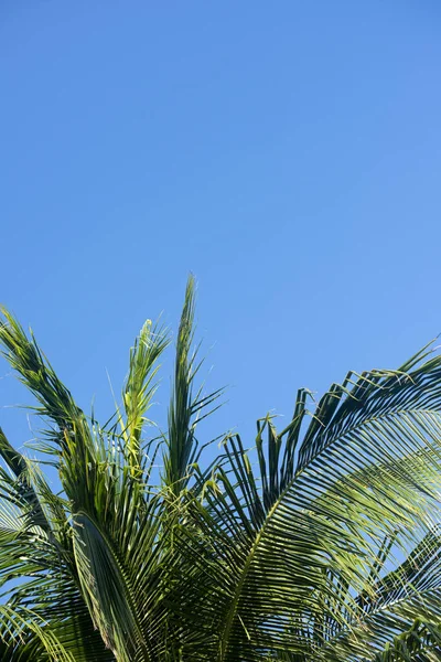 Top Van Kokosnoot Palm Boom Lucht Achtergrond Mexico Verticaal Scherm — Stockfoto