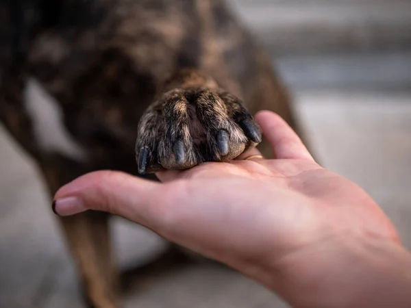 A closeup of dogs paw on the persons hand with the blurred background