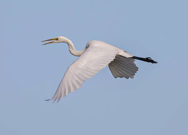 Mavi Gökyüzünde Uçan Büyük Bir Balıkçıl Kuşunun Güzel Bir Görüntüsü — Stok fotoğraf