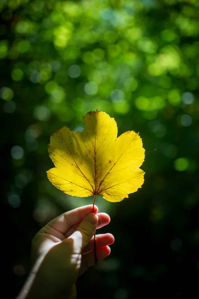 Vertical Shallow Focus Shot Yellow Leaf Held Hand Blurred Green — Stock Photo, Image