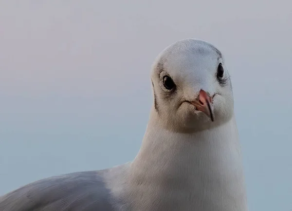 Primer Plano Enfoque Selectivo Una Cabeza Gaviota — Foto de Stock