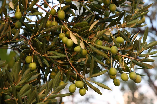 가지에 올리브 열매로 — 스톡 사진