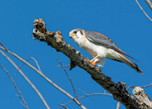Американский Пустельга Falco Sparverius Сидел Ветке Против Голубого Ясного Неба — стоковое фото