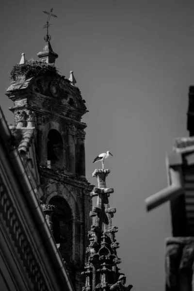 Een Verticaal Shot Van Kathedraal Casco Antiguo Spanje — Stockfoto