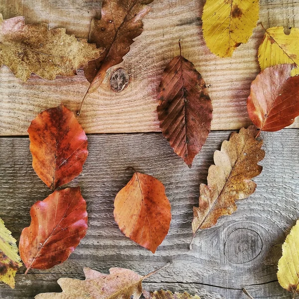 Drewniana Powierzchnia Różnymi Kolorowymi Jesiennymi Liśćmi — Zdjęcie stockowe