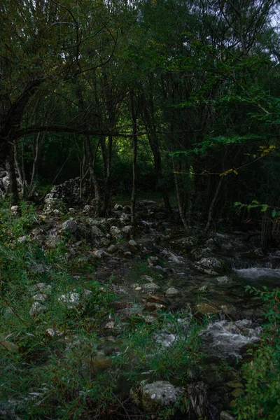 Uma Floresta Escura Verde Com Rio Fluindo Através Das Árvores — Fotografia de Stock