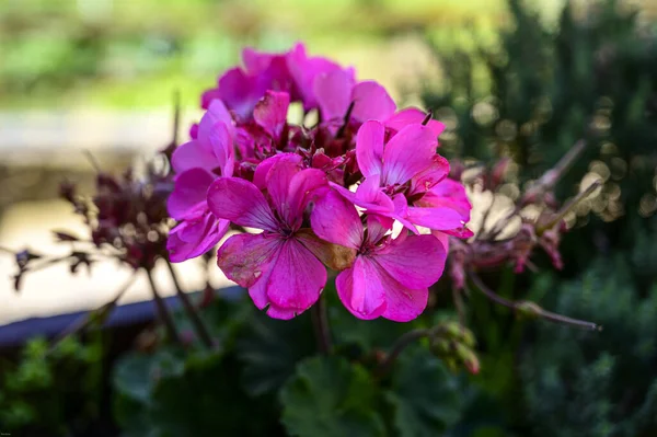 庭に咲く美しい紫色のゼラニウムのペラルゴニウムの花 — ストック写真