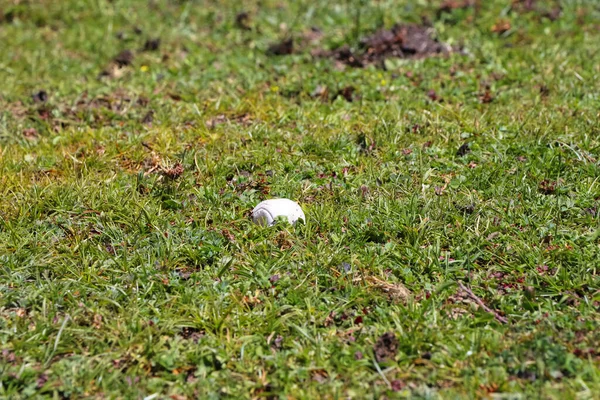 미르의 초원에 달팽이의 — 스톡 사진