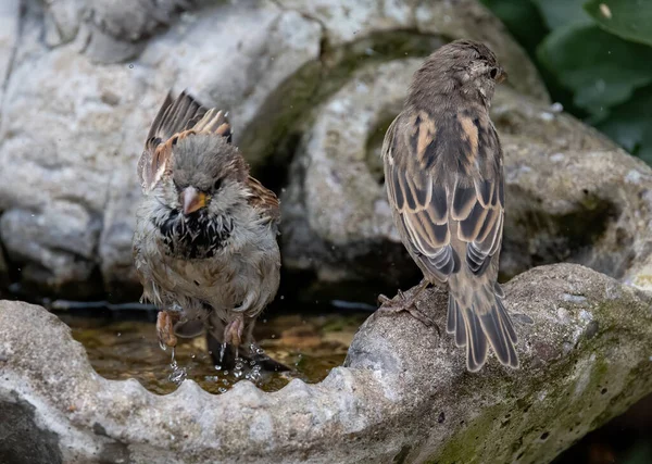 Closeup Shot Pair Dunnock Birds Perched Stone Fountain — Stock Photo, Image