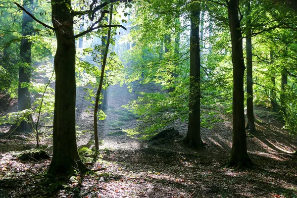 Ένα Τοπίο Ενός Δάσους Καλυμμένο Πράσινο Κάτω Από Φως Του — Φωτογραφία Αρχείου
