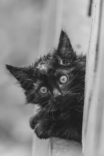 Vertical Grayscale Shot Black Dirty Kitten Staring Camera — Stock Photo, Image