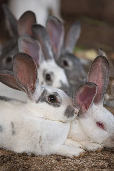 Králíci Farmě Leží Dlouhýma Ušima Zblízka — Stock fotografie