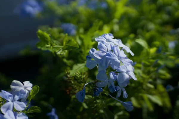 Primer Plano Una Hermosa Flor Azul Floreciendo Jardín Con Fondo —  Fotos de Stock