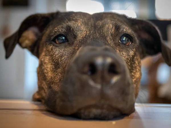 Closeup Big Brown Dogs Face Clever Eyes Blurred Background — Stock Photo, Image