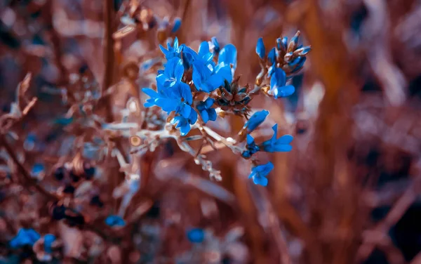 Eine Selektive Fokusaufnahme Blauer Blumen Blüte — Stockfoto