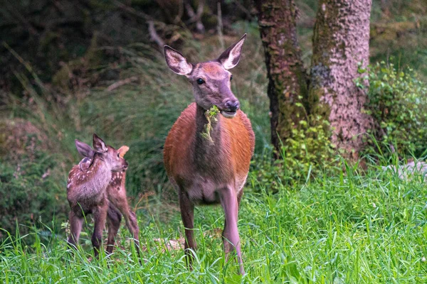 Rothirsch Mutter Und Tochter Fressen Gras — Stockfoto