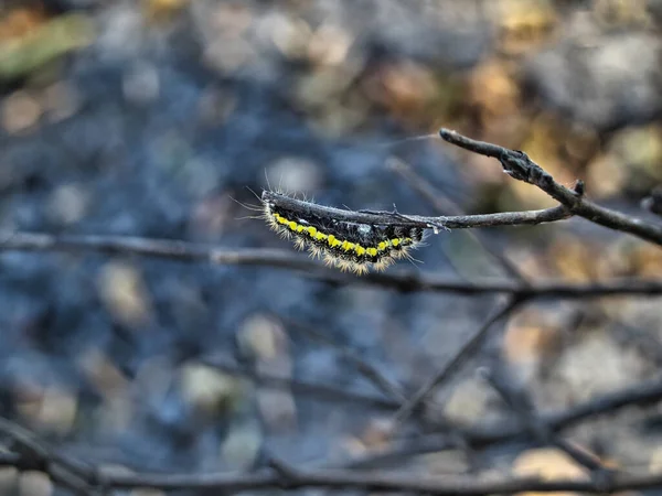 Una Oruga Smartweed Flint Hills Wildlife Refuge —  Fotos de Stock