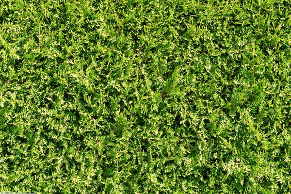 Padrão Arbusto Verde Padrão Natural Para Papel Parede — Fotografia de Stock