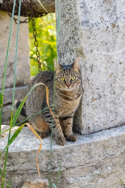 정원의 우물가에서 아름다운 고양이 — 스톡 사진