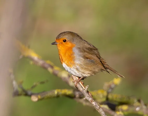 Tiro Close Pássaro Robin Europeu Empoleirado Galho Árvore — Fotografia de Stock