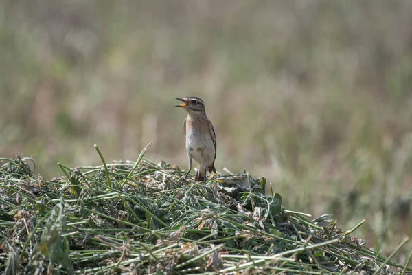 Une Vue Naturelle Une Pie Grièche Grise Appelée Perchée Sur — Photo