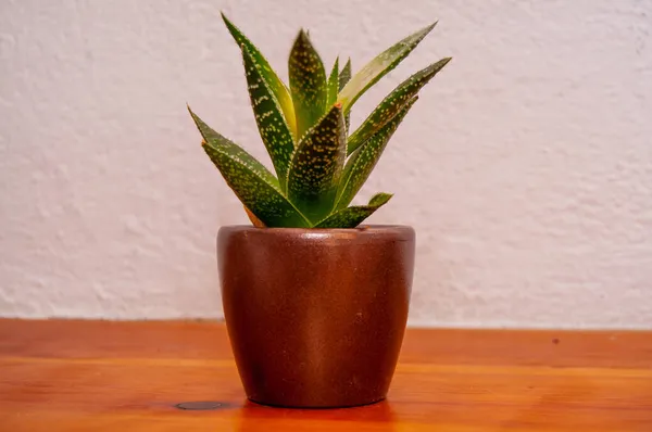 Dekorasi Kaktus Kecil Untuk Rumah Dengan Daun Hijau Coklat Pot — Stok Foto