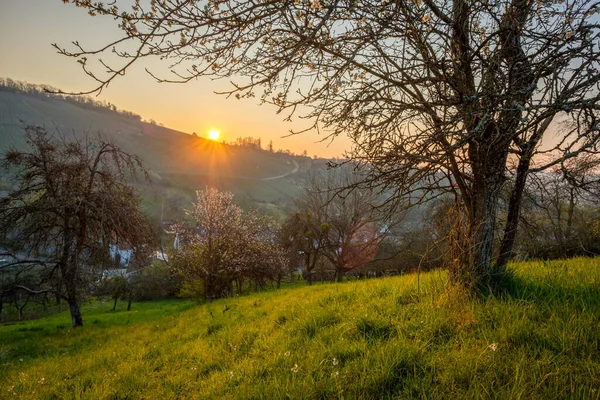 Pôr Sol Fascinante Sobre Terra Verde Com Macieiras Alemanha — Fotografia de Stock