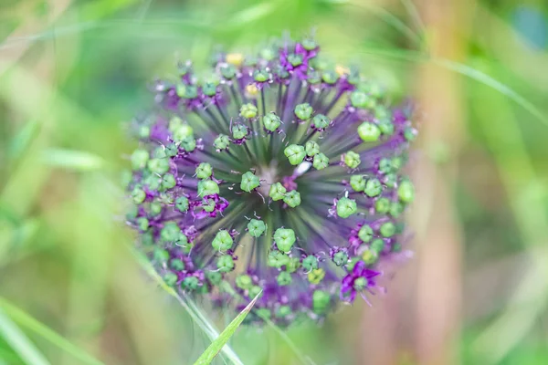 Allium Ornemental Soğan Güzel Bir Çiçeğin Makrosu — Stok fotoğraf