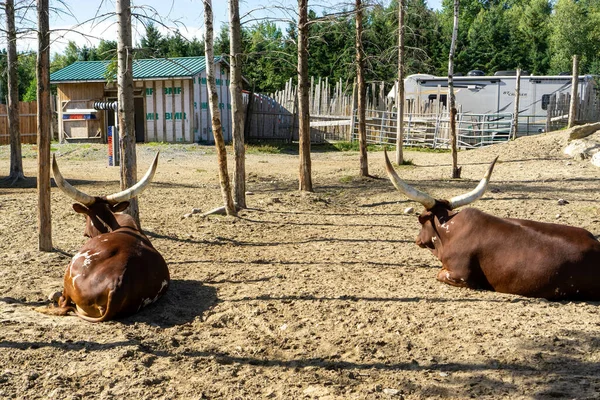 Dois Bovinos Ankole Watusi Deitados Fazenda — Fotografia de Stock