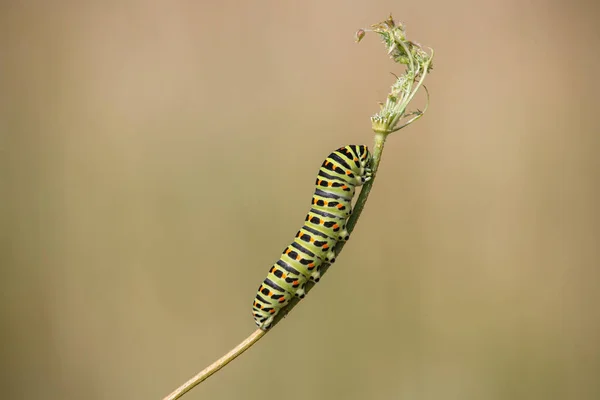 Eine Nahaufnahme Einer Raupe Auf Dem Gras Einem Feld Sonnenlicht — Stockfoto