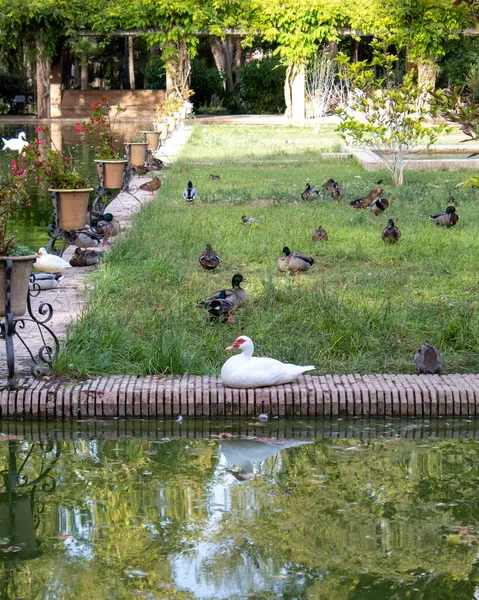 Tiro Vertical Pato Moscovita Sentado Jardín Muchos Otros Patos Fondo — Foto de Stock
