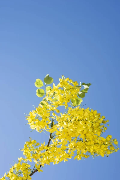 Close Laburno Amarelo Brilhante Primavera Fundo Céu Azul Sem Nuvens — Fotografia de Stock