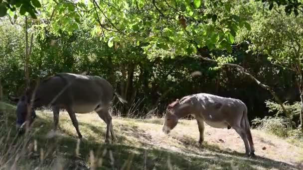 Uma Manada Cabras Zoológico — Vídeo de Stock