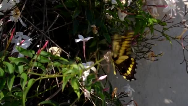 Çiçeklerdeki Kelebeğin Yakın Çekim Görüntüleri — Stok video