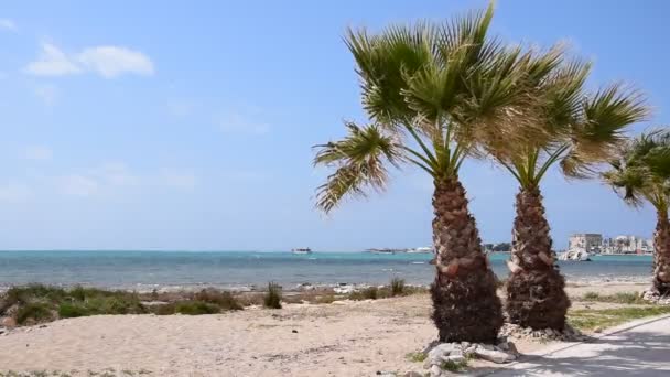 Пальма Карибском Побережье Алгарве Португалии — стоковое видео