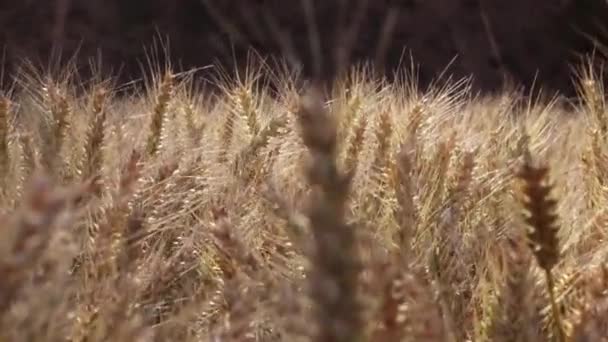 Wunderschönes Goldenes Weizenfeld Auf Dem Land — Stockvideo