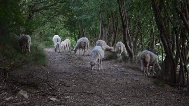 森の中の羊 — ストック動画