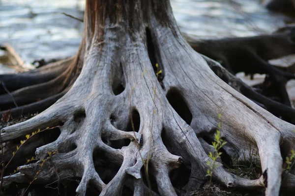 白木の根の選択的焦点ショット — ストック写真
