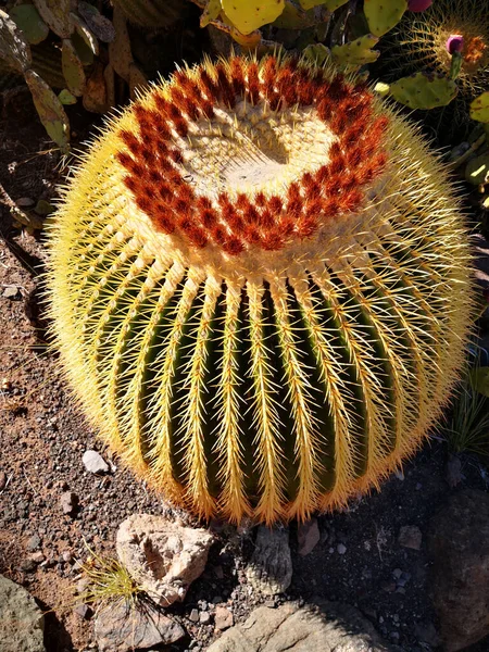 Vertikal Bild Kaktus Utomhus Vid Soligt Väder — Stockfoto