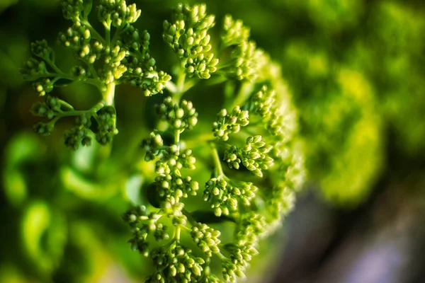 Eine Nahaufnahme Von Grünen Knospen Einer Blühenden Pflanze Auf Einem — Stockfoto
