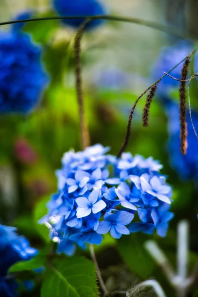 Plano Vertical Una Flor Azul Hortensia Sobre Fondo Borroso — Foto de Stock