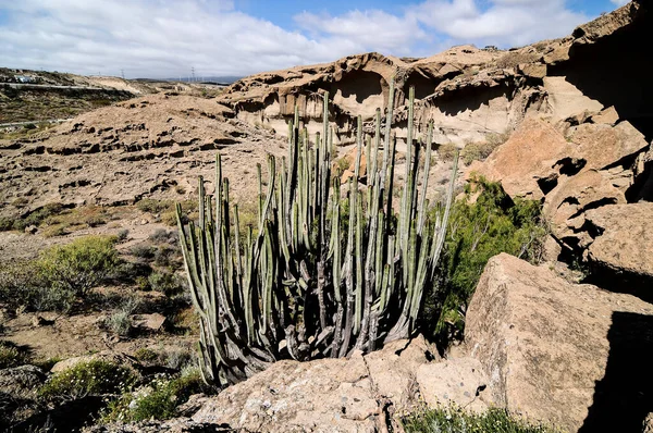 Красивый Вид Крупным Планом Длинной Euphorbia Cerifera Кактус Куст Скалами — стоковое фото