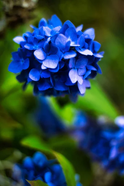 Plano Vertical Una Flor Azul Hortensia Sobre Fondo Borroso —  Fotos de Stock