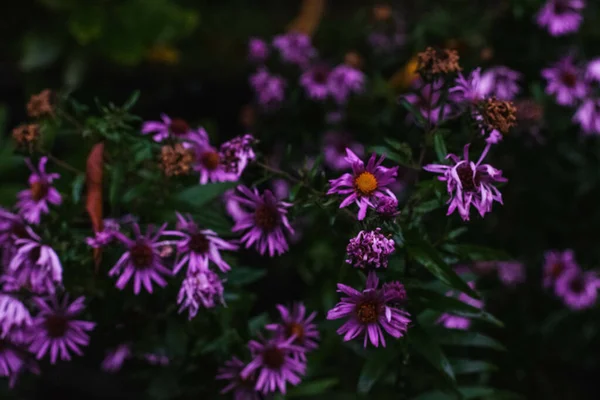 Primer Plano Flores Echinacea Purpurea Púrpura Creciendo Campo — Foto de Stock