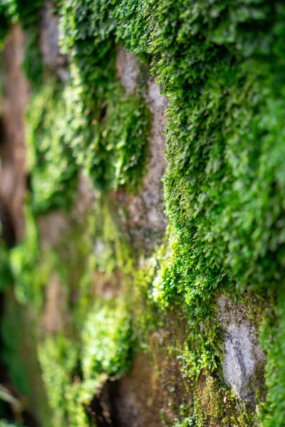 Tiro Foco Seletivo Vertical Uma Parede Pedra Musgosa — Fotografia de Stock