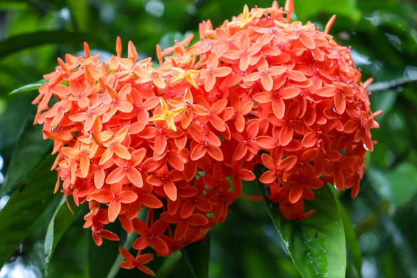 Closeup Shot Orange Beautiful Ixora Flower Stock Garden Harvest — Stock Photo, Image