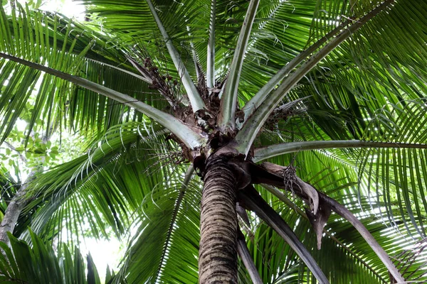 一张绿椰树大叶的特写照片 — 图库照片